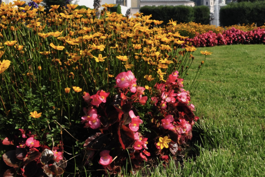 flower bed