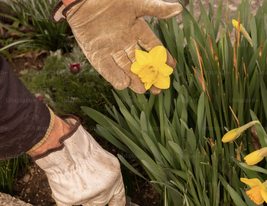 flower bed cleanup